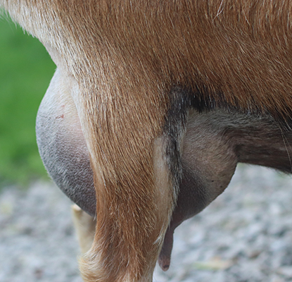 Lesperance Walk the Plank